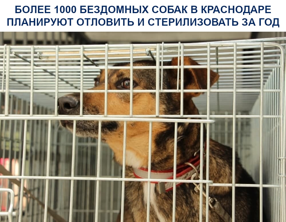 В течение года в Краснодаре планируют провести отлов и стерилизацию более тысячи бездомных животных