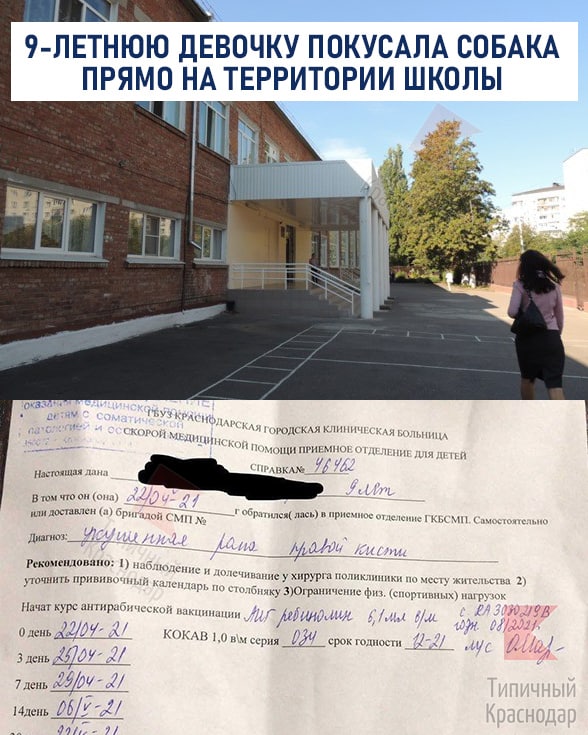 Девятилетнюю девочку покусала собака на территории школы в Краснодаре