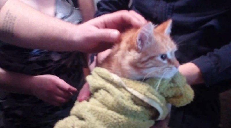 В Новороссийске спасли кота, который почти неделю просидел в ливневке