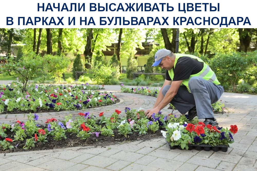 Начали высаживать цветы в парках и на бульварах Краснодара
