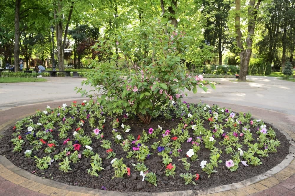 Начали высаживать цветы в парках и на бульварах Краснодара – 35251