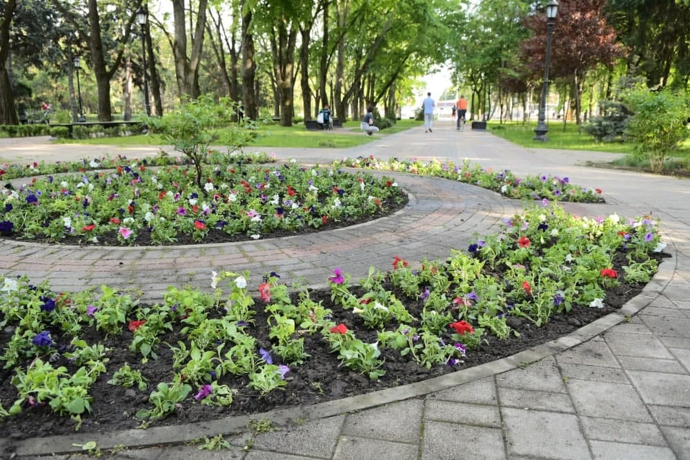 Начали высаживать цветы в парках и на бульварах Краснодара – 35256