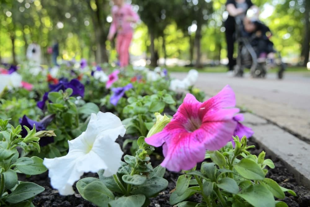 Начали высаживать цветы в парках и на бульварах Краснодара – 35258