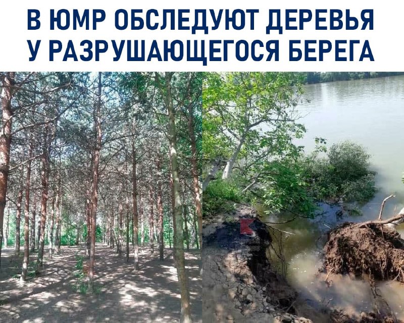 В ЮМР обследуют деревья вдоль разрушающегося берега, об этом заявил один из высокопоставленных...