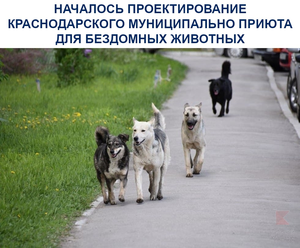 Хорошие новости: началось проектирование муниципального приюта для бездомных животных в Краснодаре