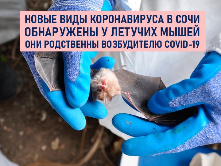 В Сочи у летучих мышей обнаружили новые виды коронавируса