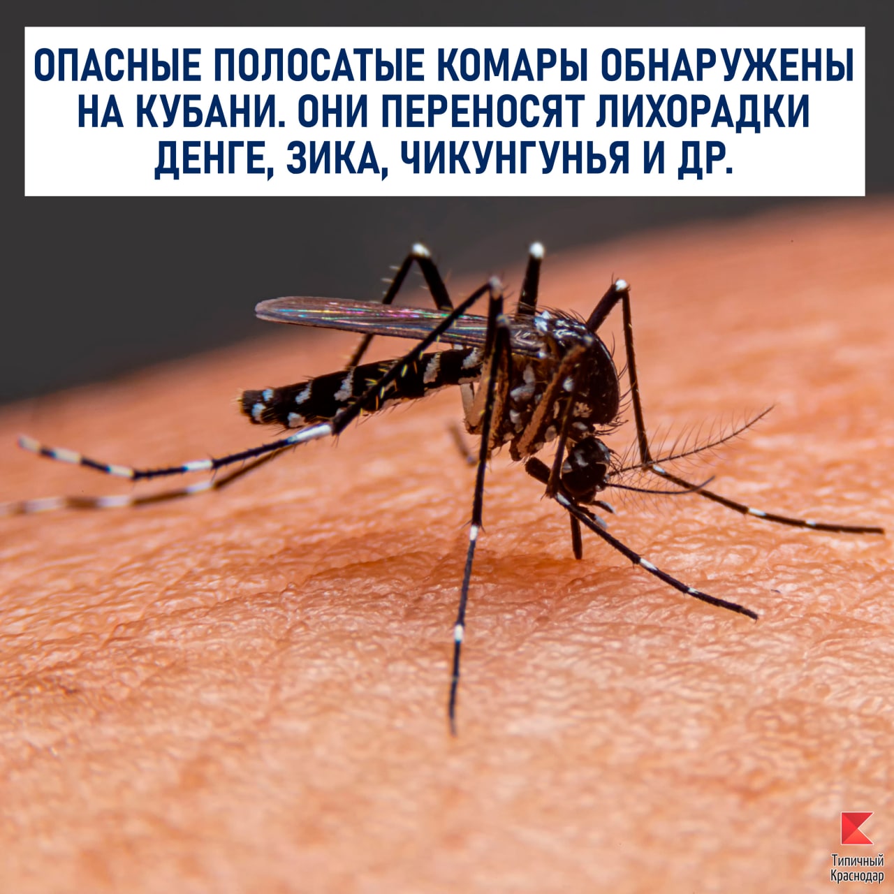 Опасные полосатые комары обнаружены на Кубани.