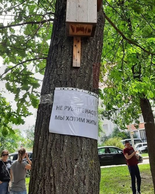 На Яцкова рубят аллею дубов, жители встали живым щитом