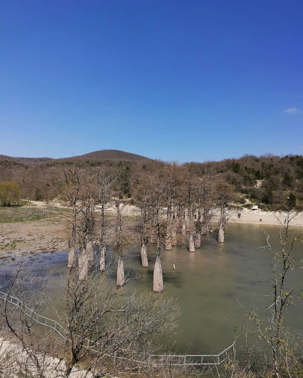 Есть уровень! Корни кипарисов наконец-то ушли под воду – 34689