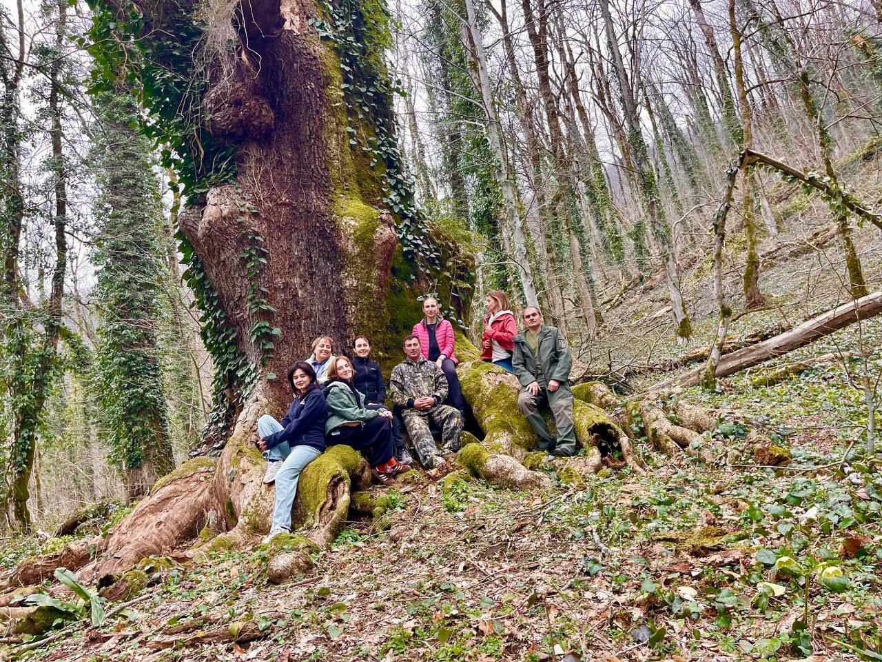 Царь-дуб — один из главных старожилов Сочинского национального парка