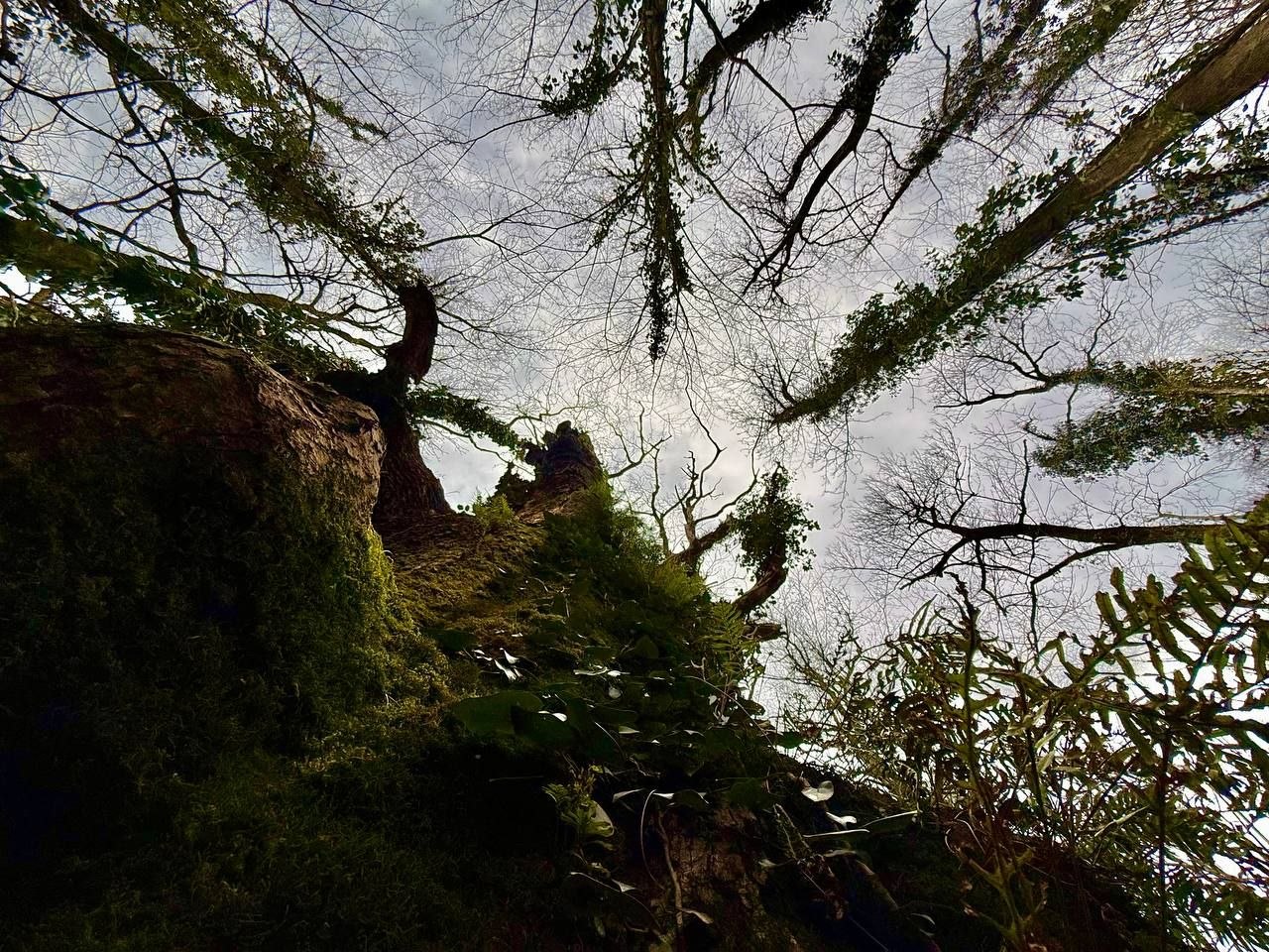 Царь-дуб в Сочинском национальном парке