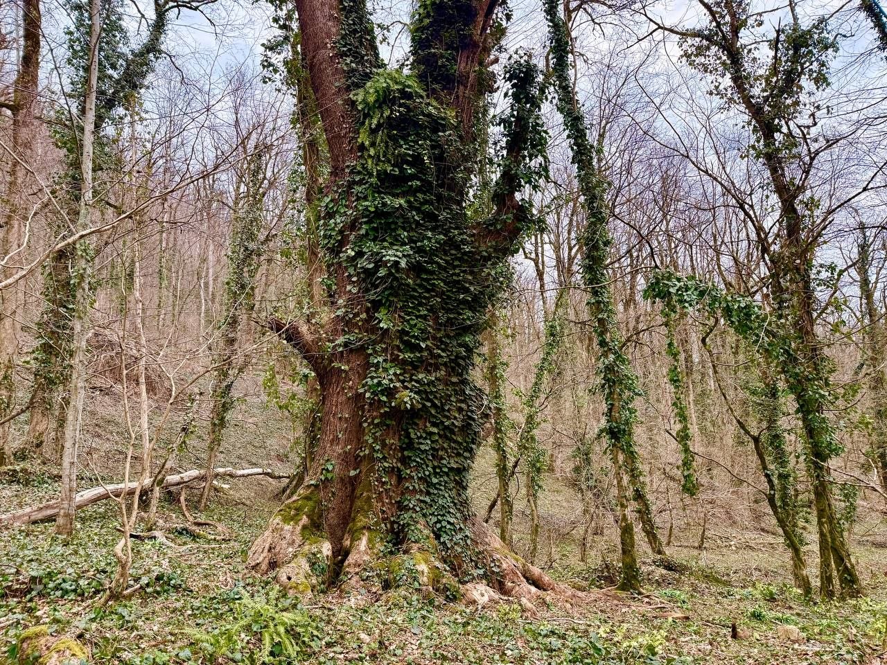 царь дуб в сочинском парке