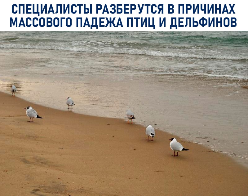 Случаи массовой гибели птиц и дельфинов исследуют специалисты Судебно-экспертной палаты России