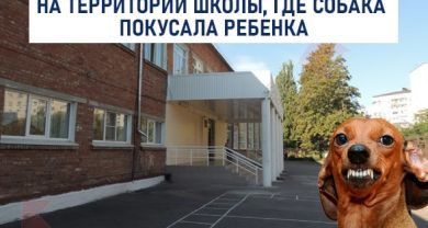 Мэрия пообещала в эти выходные провести отлов бродячих животных на территории школы 71