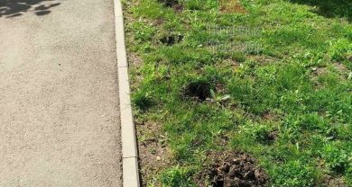 Украдена целая аллея зелёных насаждений