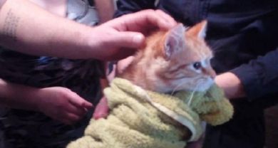 В Новороссийске спасли кота, который почти неделю просидел в ливневке