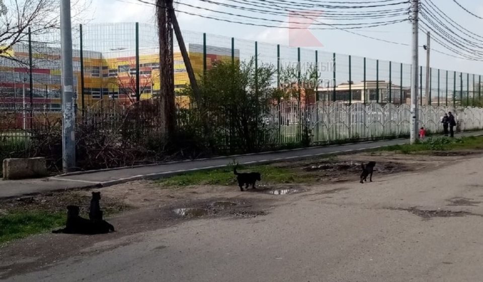 Собаки напали на двух детей на Солнечной, недалеко от школы 66, рассказала наша подписчица