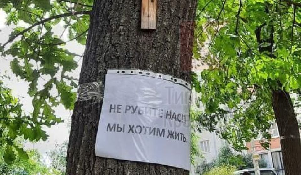 На Яцкова рубят аллею дубов, жители встали живым щитом