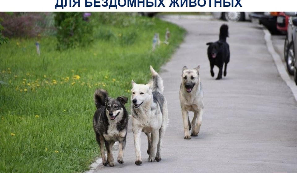 Началось проектирование муниципального приюта для бездомных животных в Краснодаре