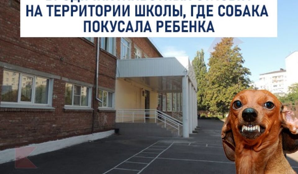 Мэрия пообещала в эти выходные провести отлов бродячих животных на территории школы 71