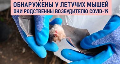 В Сочи у летучих мышей обнаружили новые виды коронавируса