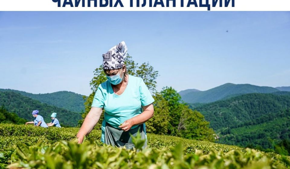 В Сочи грядет передел чайных плантаций
