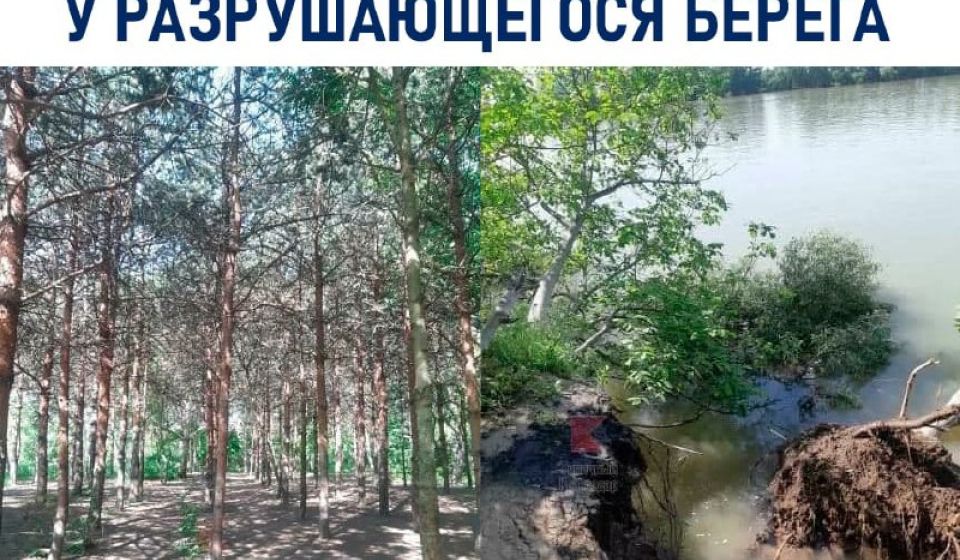 В ЮМР обследуют деревья вдоль разрушающегося берега