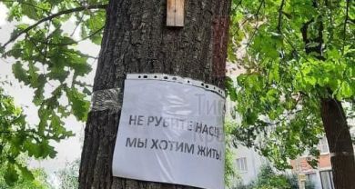 На Яцкова рубят аллею дубов, жители встали живым щитом