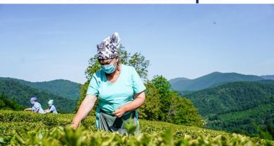 В Сочи грядет передел чайных плантаций