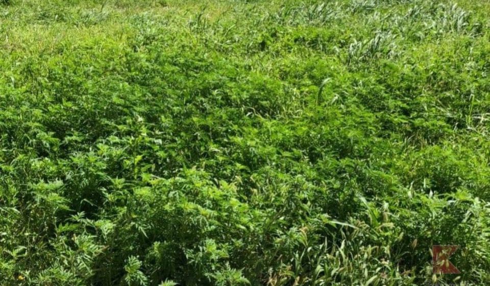 В Краснодаре начался покос амброзии