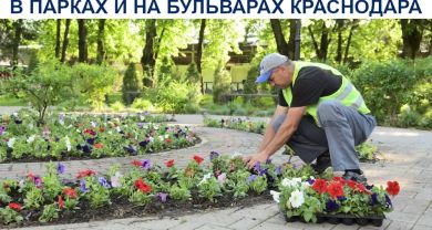 Начали высаживать цветы в парках и на бульварах Краснодара
