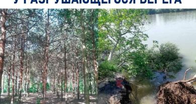 В ЮМР обследуют деревья вдоль разрушающегося берега