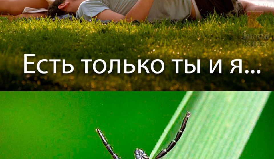 На Кубани 621 человек пострадал от укусов клещей. Это на 18% больше, чем в прошлом году