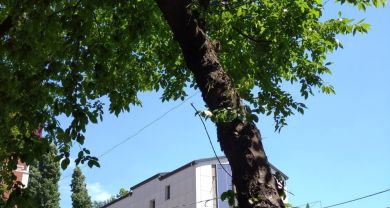 Так происходит незаконная обрезка деревьев