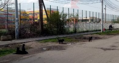 Собаки напали на двух детей на Солнечной, недалеко от школы 66, рассказала наша подписчица