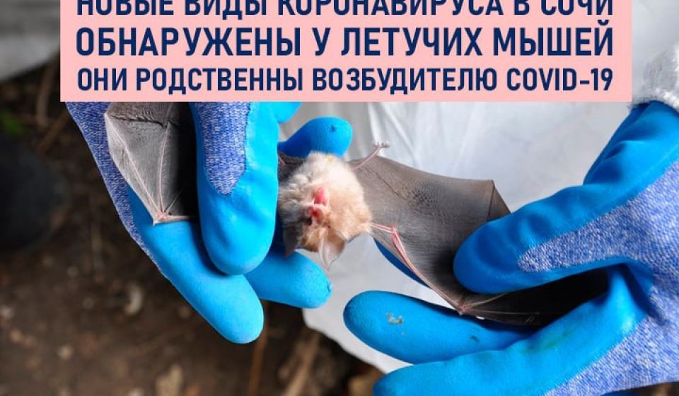 В Сочи у летучих мышей обнаружили новые виды коронавируса
